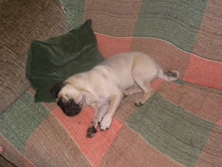 Maria (pug) dormindo no sofá
